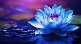 A lotus flower symbolizes peace, mindfulness, and mental healing.